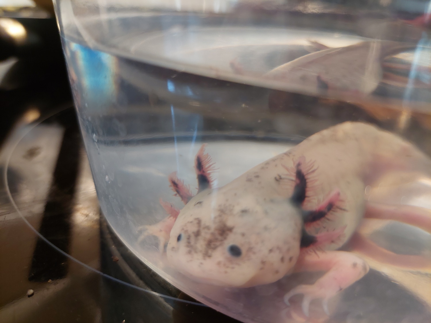 10 Inch Blue Gilled Dirty Lucy Axolotl by Ryno's Reptiles and Rodents