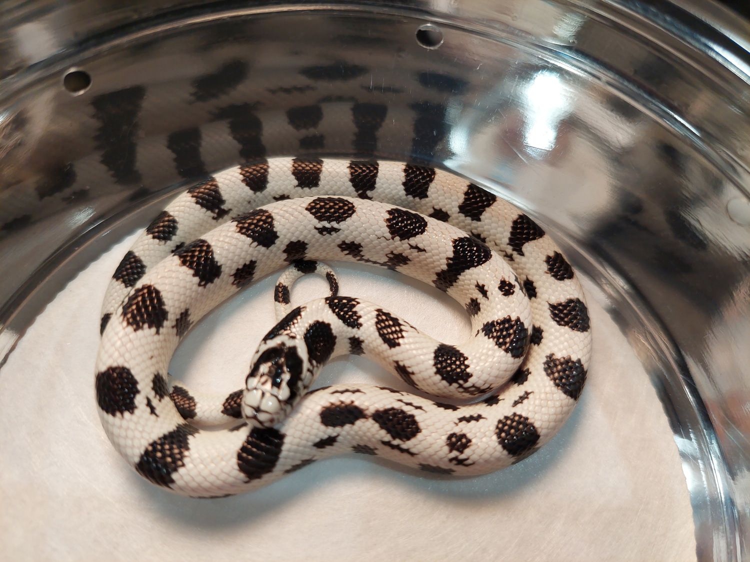 Ink Drop California Kingsnake by Ryno's Reptiles and Rodents MorphMarket