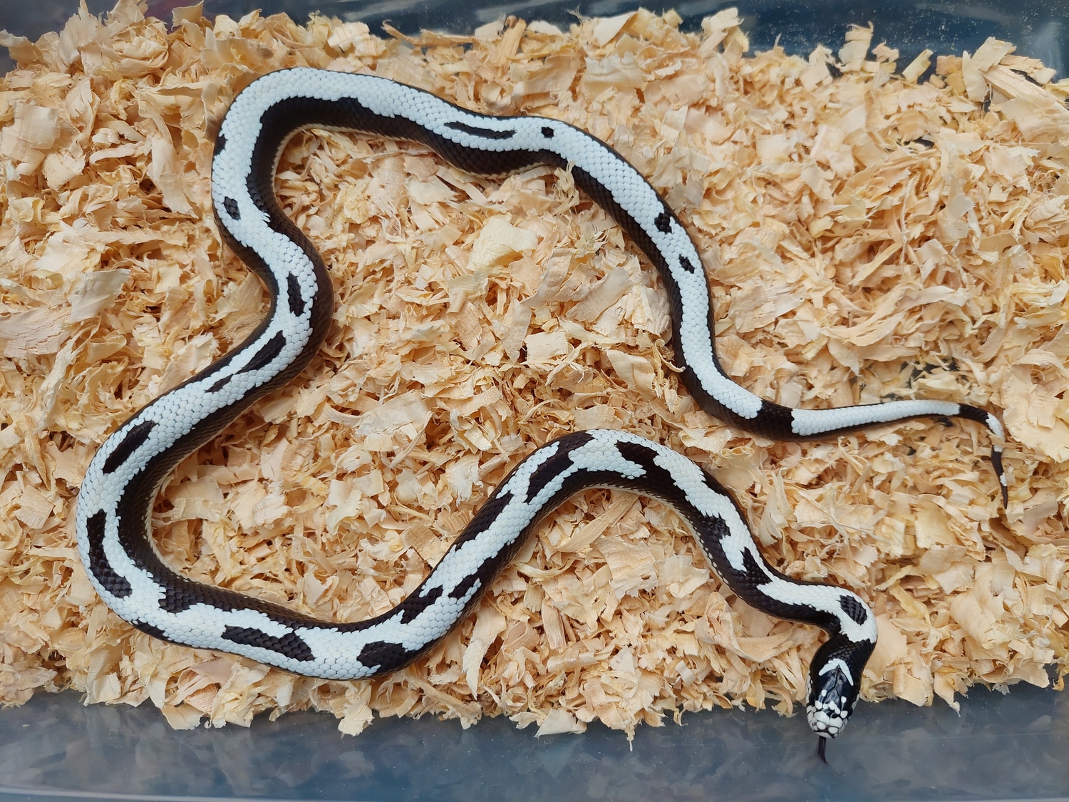 Aberrant Scissors Crossing Project (Breeders) California Kingsnake by