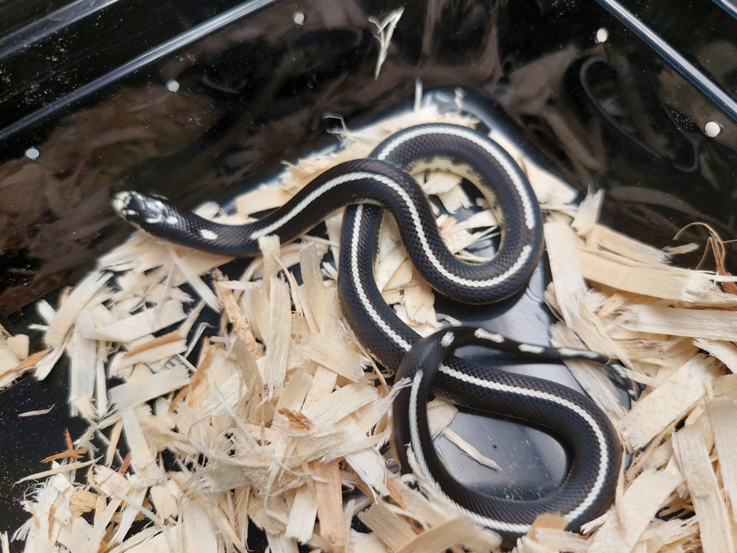 Scissor's Crossing California Kingsnake by Ryno's Reptiles and Rodents