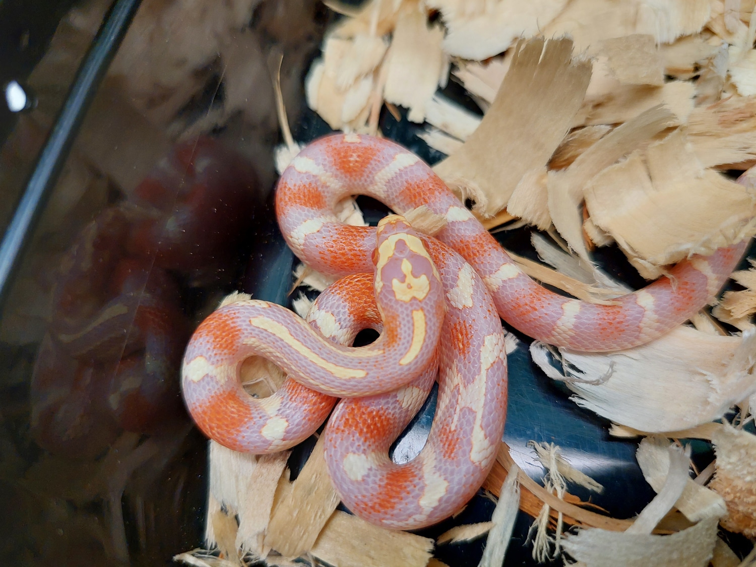Amel Jungle Corn Snake by Ryno's Reptiles and Rodents MorphMarket