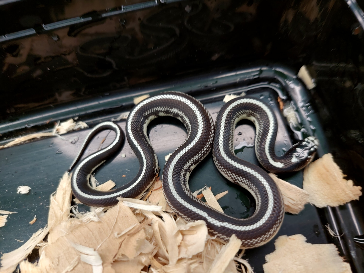 Perfect Stripe California Kingsnake by Ryno's Reptiles and Rodents MorphMarket