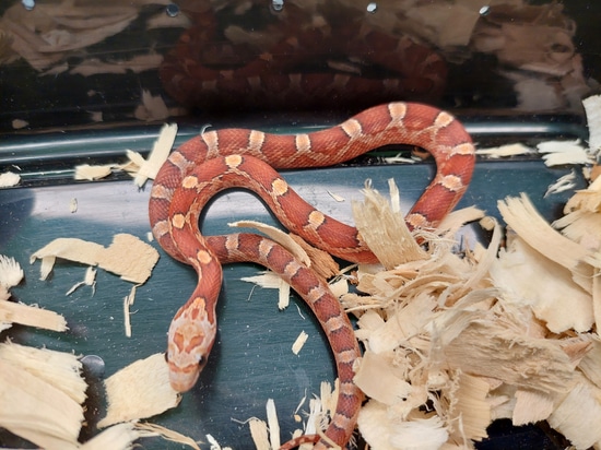 Bloodred Het Amel & Stripe Corn Snake by Ryno's Reptiles and Rodents