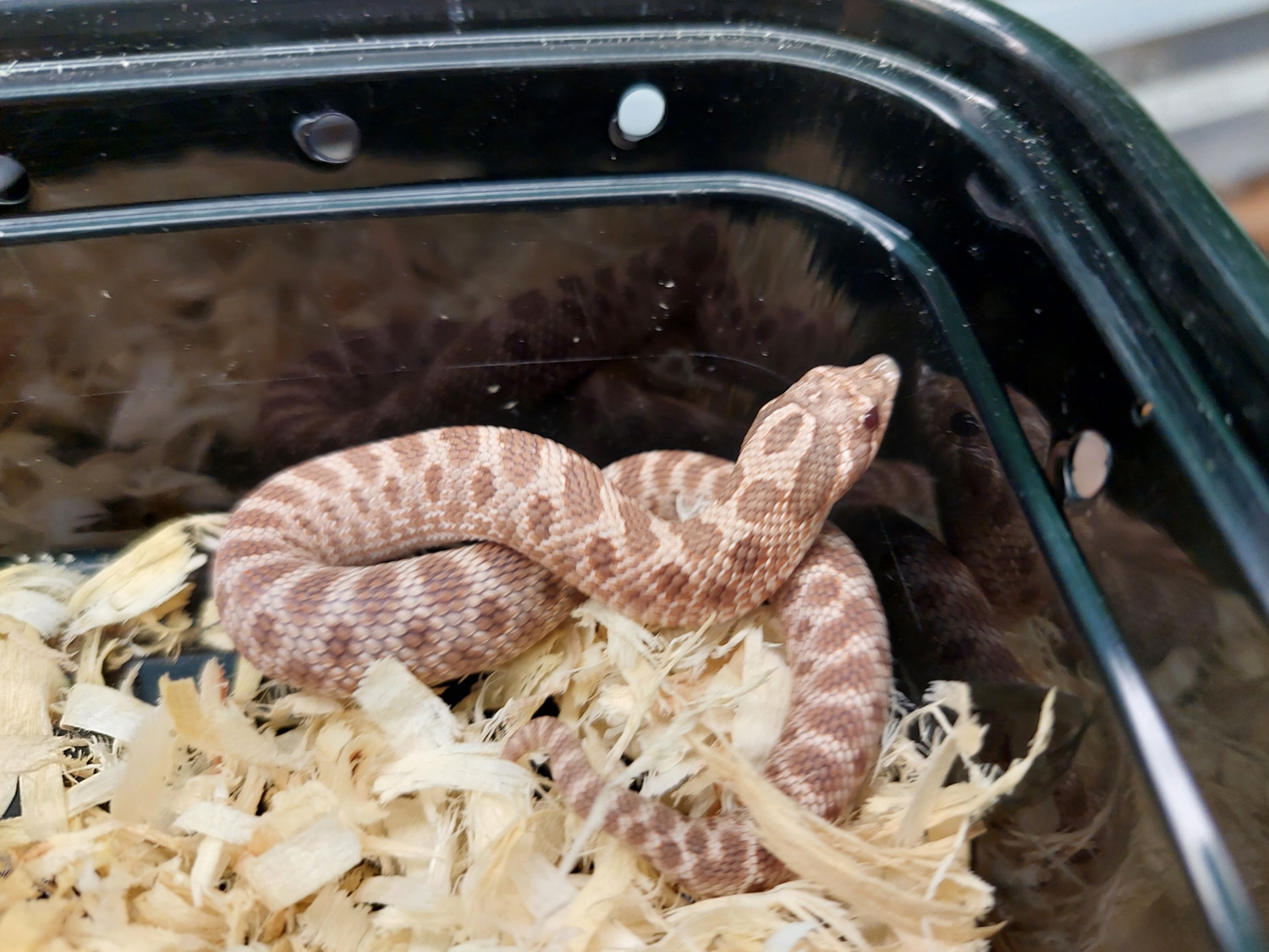 Lavender Possible Het Coral Western Hognose by Ryno's Reptiles and