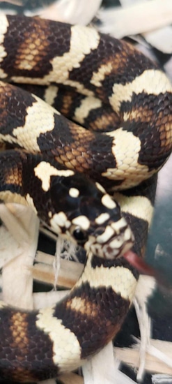 Jungle Cornduran Hybrid Corn Snake by Ryno's Reptiles and Rodents