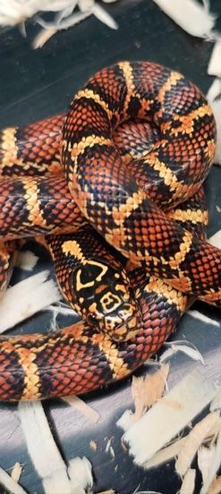 Imperial Puebla Sinabrook Korn Corn Snake by Ryno's Reptiles and Rodents