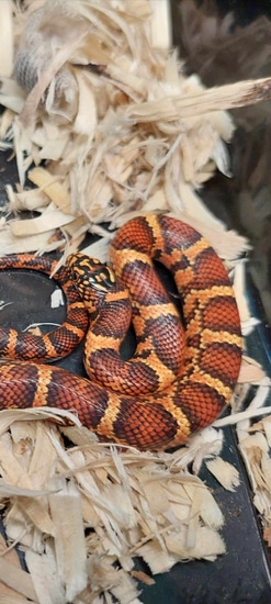 Imperial Puebla Sinabrook Korn Corn Snake by Ryno's Reptiles and Rodents