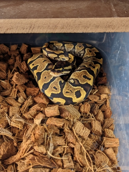 Spark Ball Python by S&B Boas and Balls