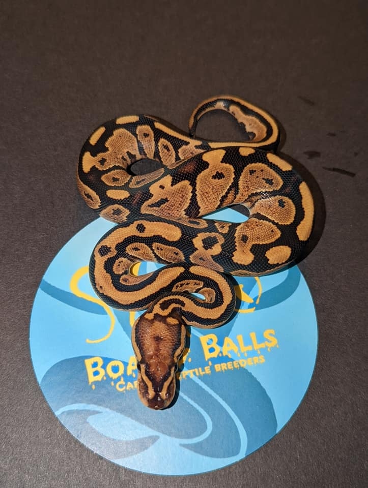 Enchi Fire Ball Python by S&B Boas and Balls - MorphMarket