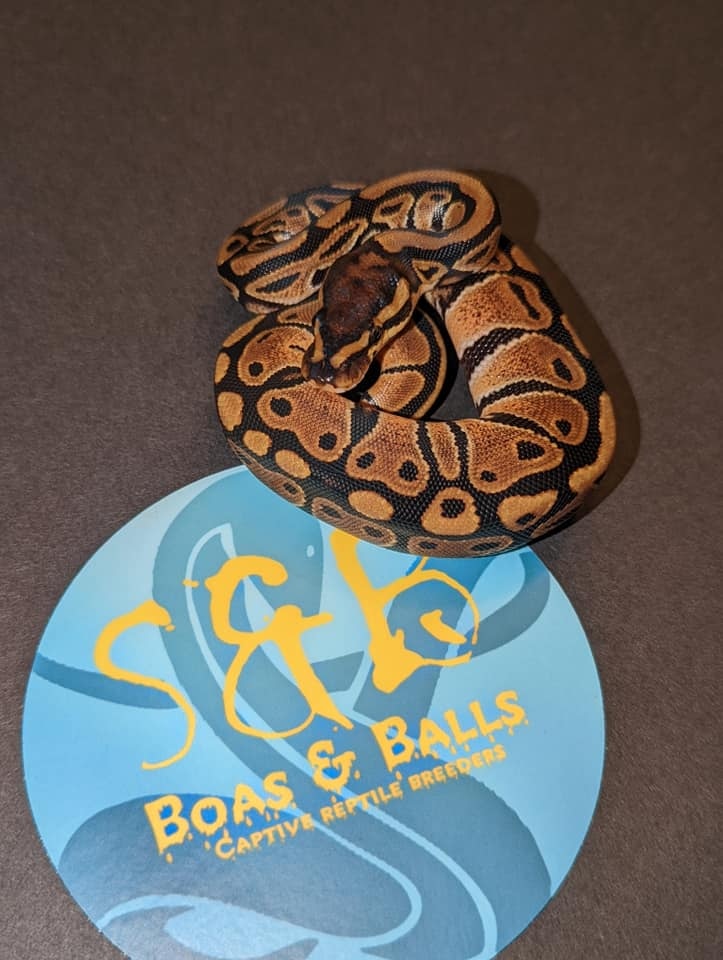 2022FLucYB1 Ball Python by S&B Boas and Balls MorphMarket
