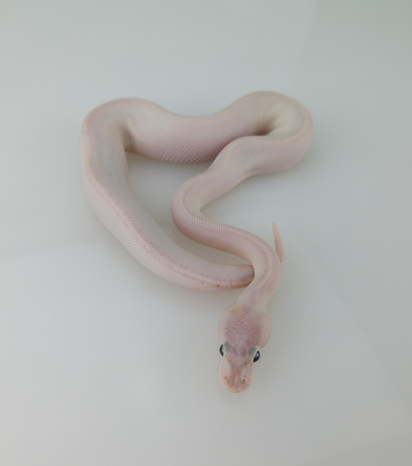 Ivory Het Piebald (Possible Cinnamon) Ball Python by Atlas Exotics ...