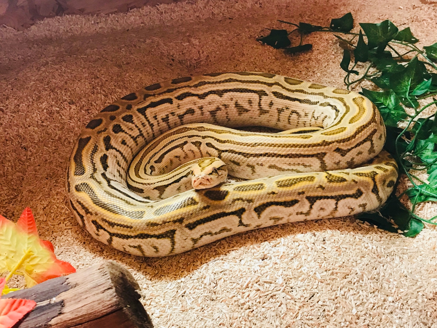 Hypo Labyrint Het Albino Burmese Python by SaarLorLux-ballpythons ...