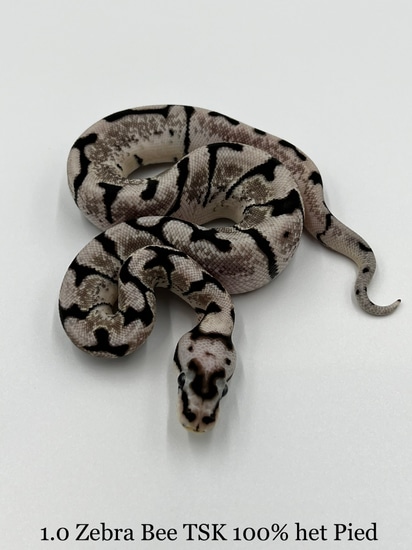 Zebra Bee 100% Het Pied Ball Python by SaarLorLux-ballpythons