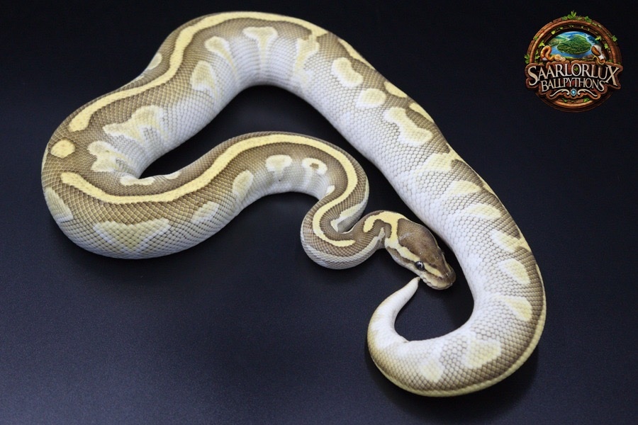 Lesser 100% DH Axanthic TSK Pied Ball Python by SaarLorLux-ballpythons ...