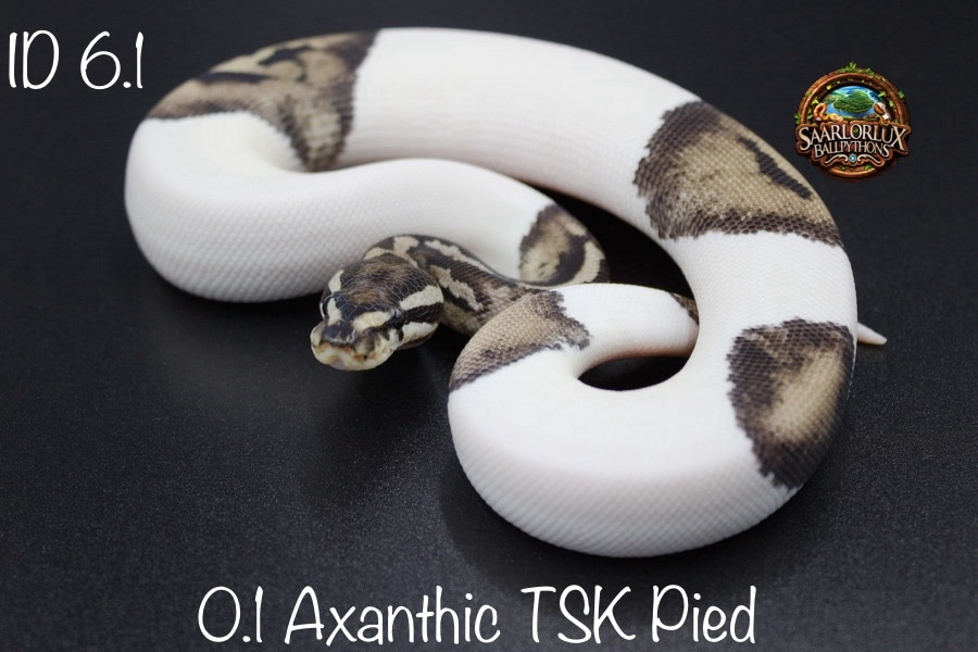 Axanthic TSK Pied 2023 Ball Python by SaarLorLux-ballpythons - MorphMarket