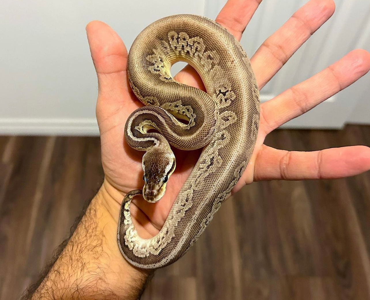 Bongo Black Pastel Citrus Pastel Ball Python by Sabri Regius Morphs