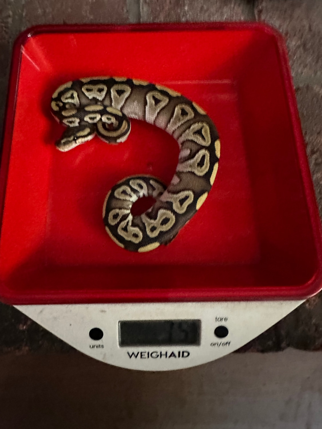 Mojave Ball Python by Schaefer’s serpents - MorphMarket