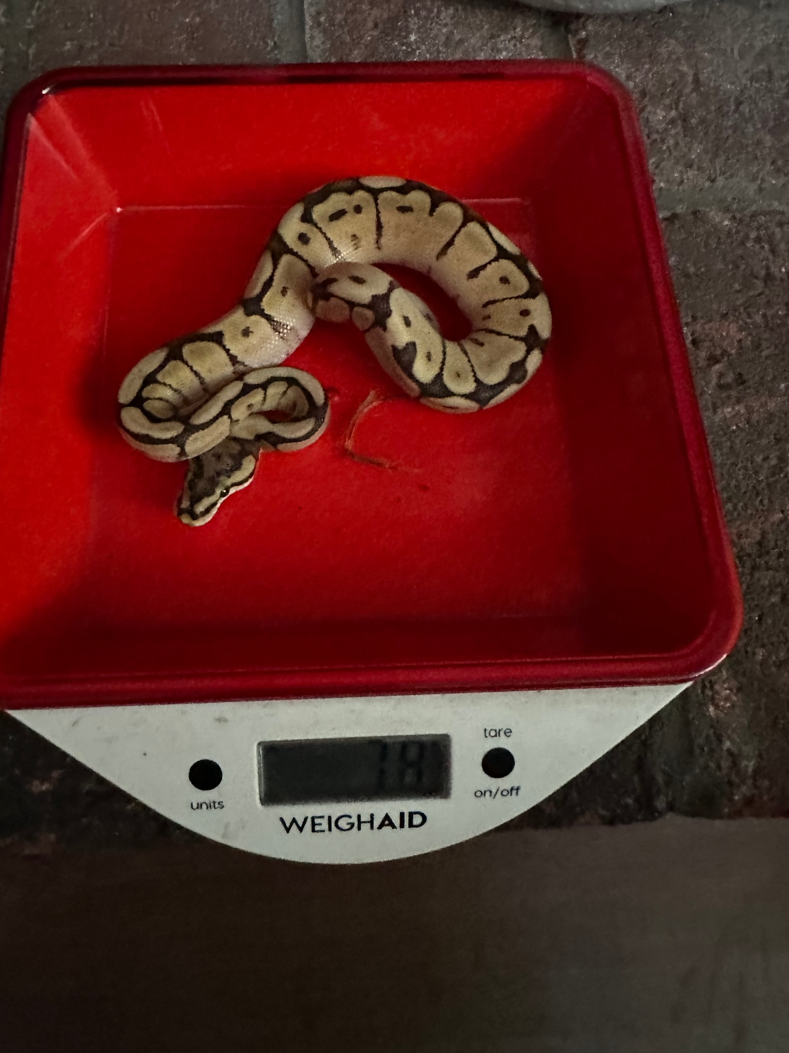 Spider Ball Python by Schaefer’s serpents - MorphMarket