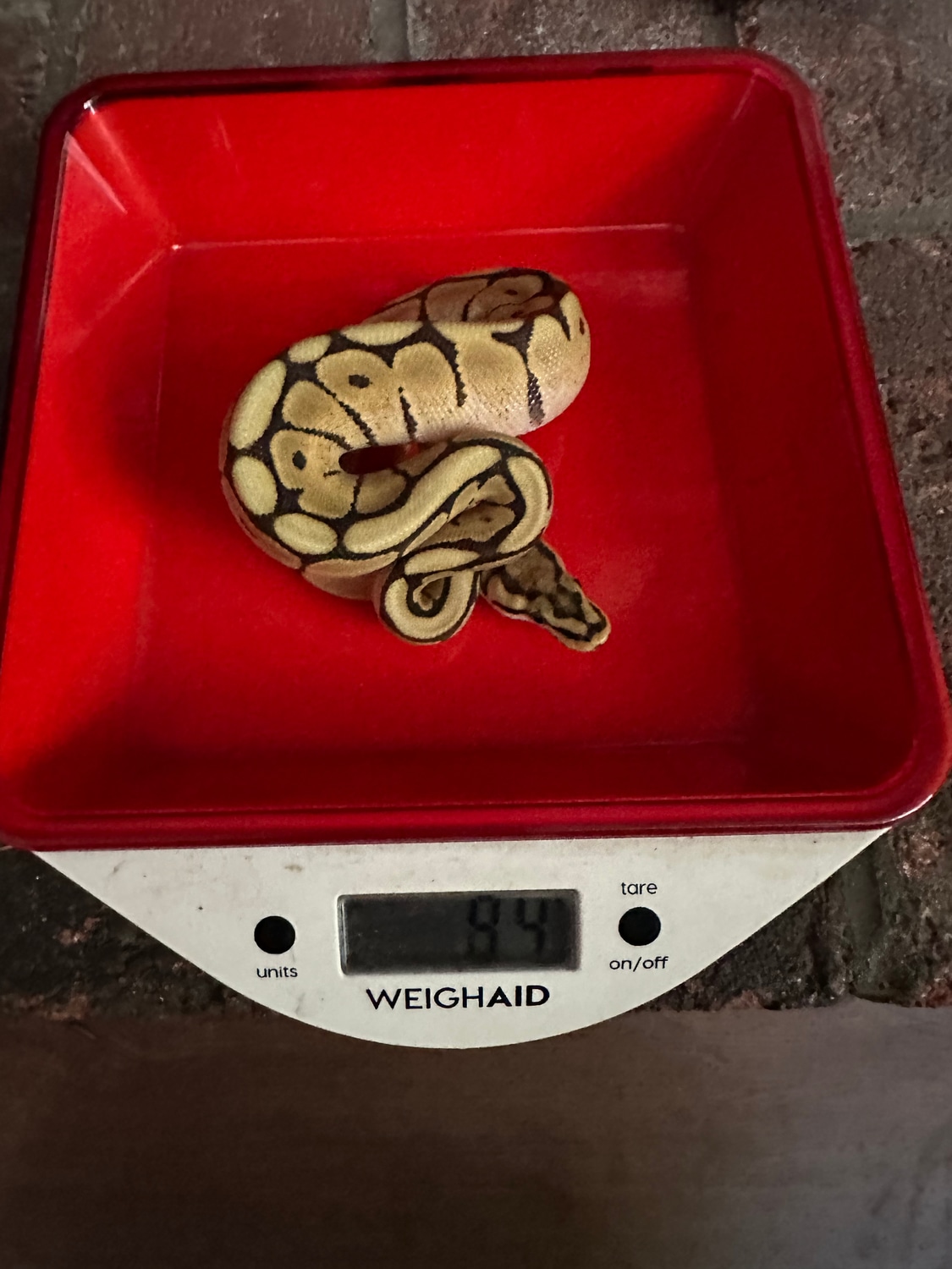 Spider Ball Python by Schaefer’s serpents - MorphMarket