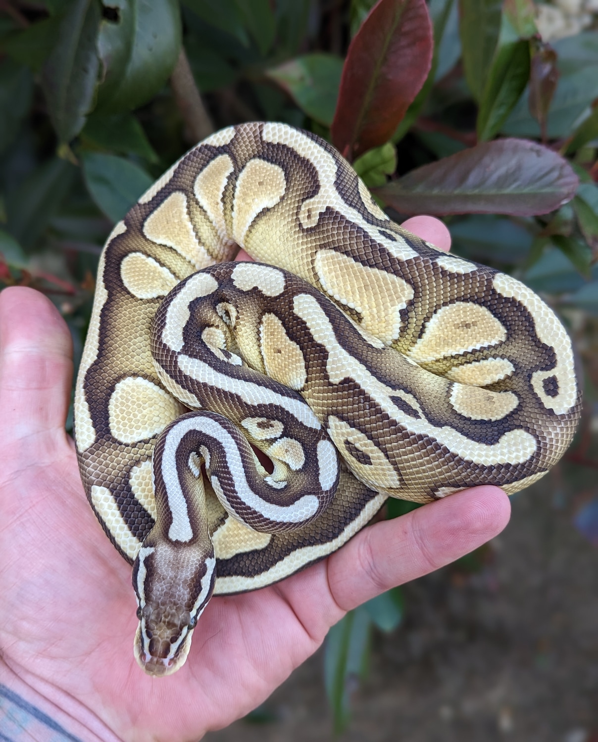 Lesser Pastel 66% Hypo Ball Python by Sacred Royals - MorphMarket