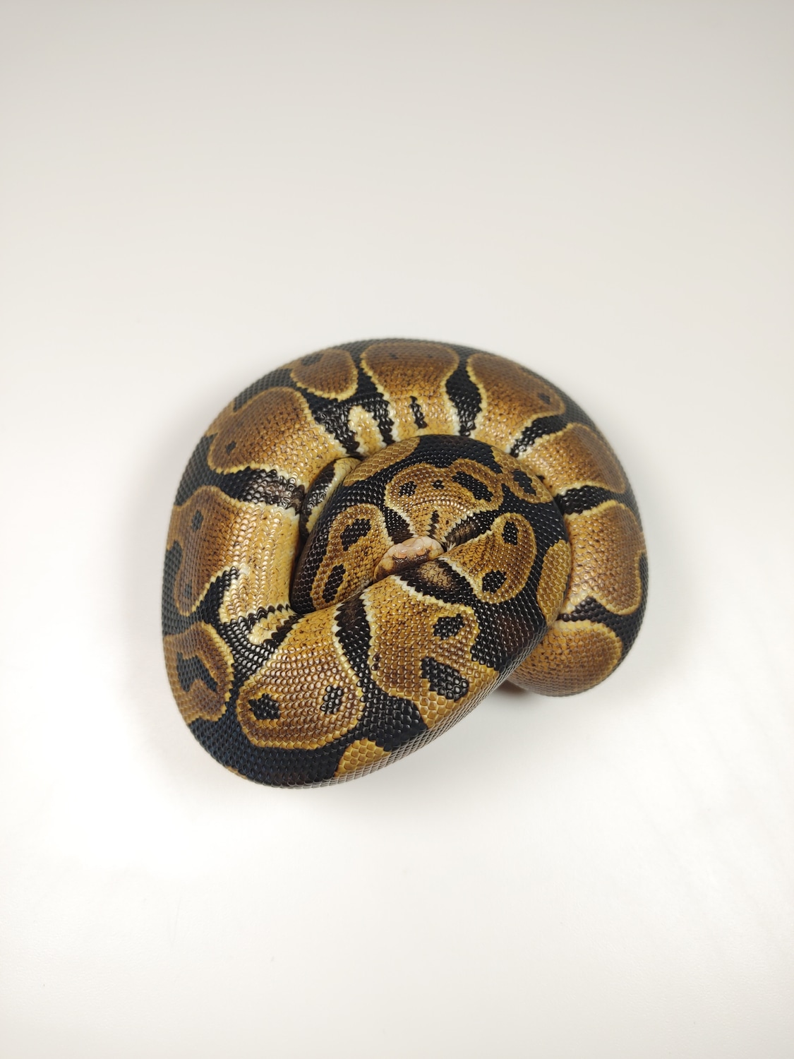 Het Pied Ball Python by Saddle Up Reptiles - MorphMarket
