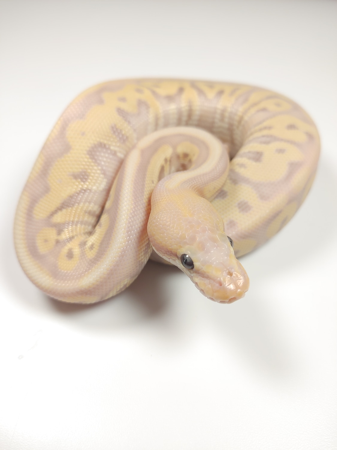 Banana Leopard Hidden Gene Woma 50 Het Piebald Ball Python by Saddle