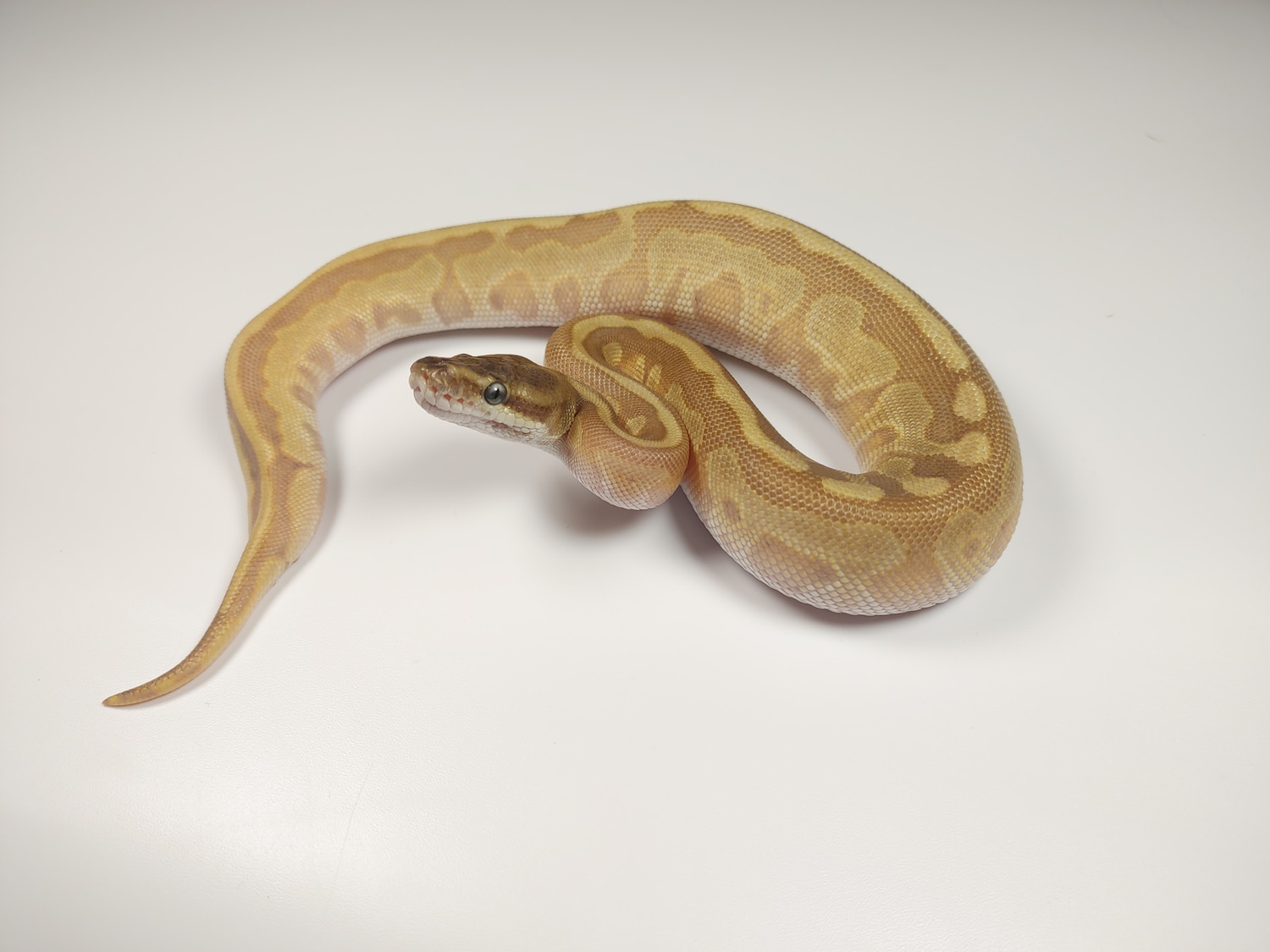 Banana Enchi Mojave Hidden Gene Woma 50 Het Piebald Ball Python by