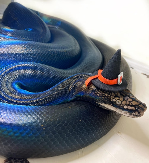 Super GC (Nonviable) Reticulated Python by Whips, Chains & Scales