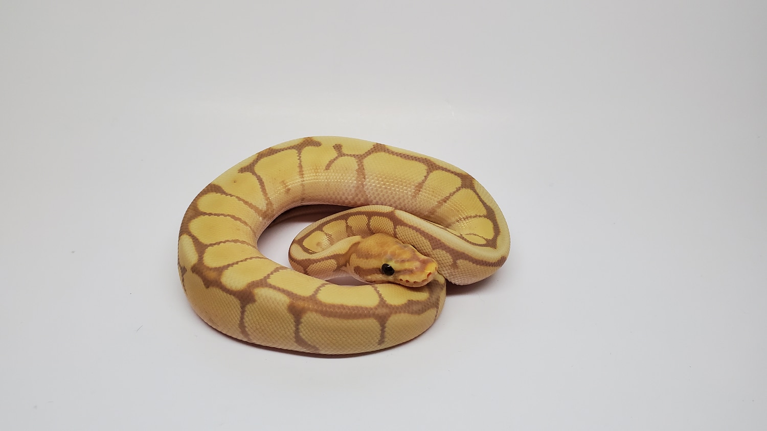 Banana Spider Ball Python by Dark Matter Reptiles MorphMarket