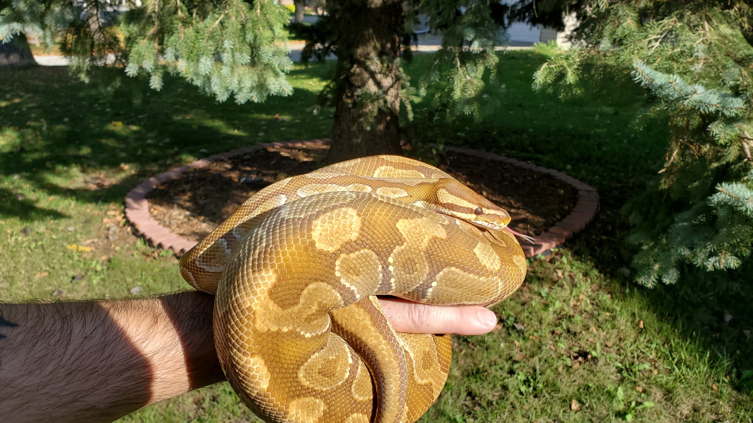 Caramel Albino Ball Python by Dark Matter Reptiles - MorphMarket