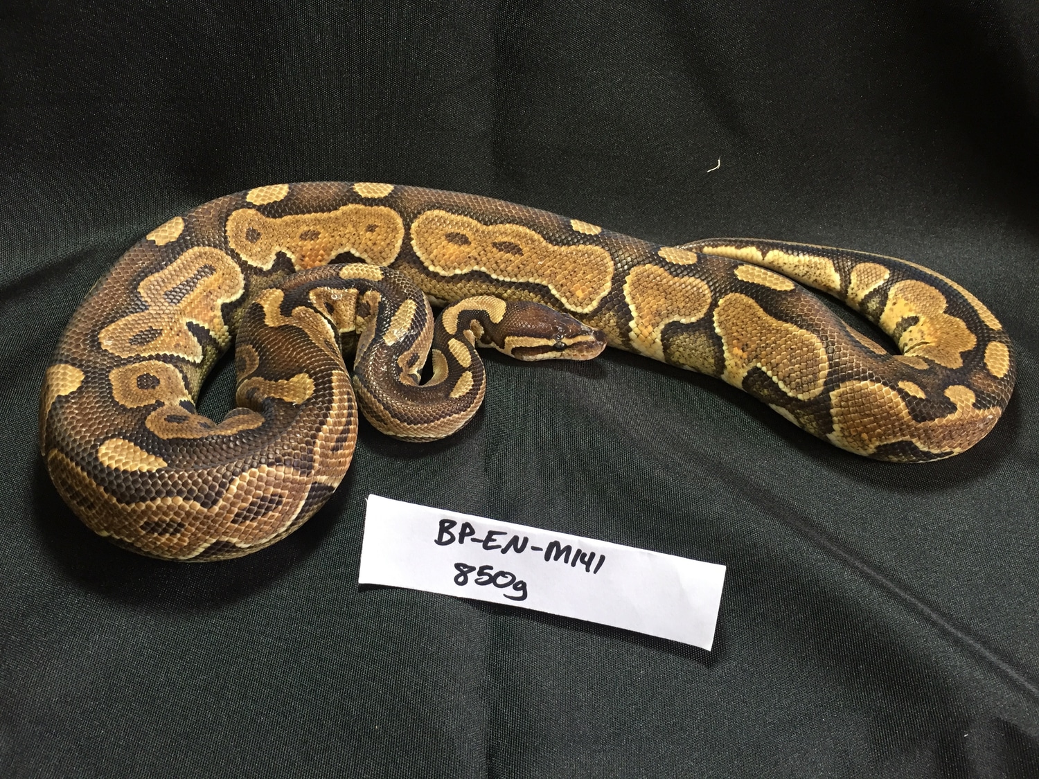 Black Pastel Enchi Ball Python by Safari Pets MorphMarket