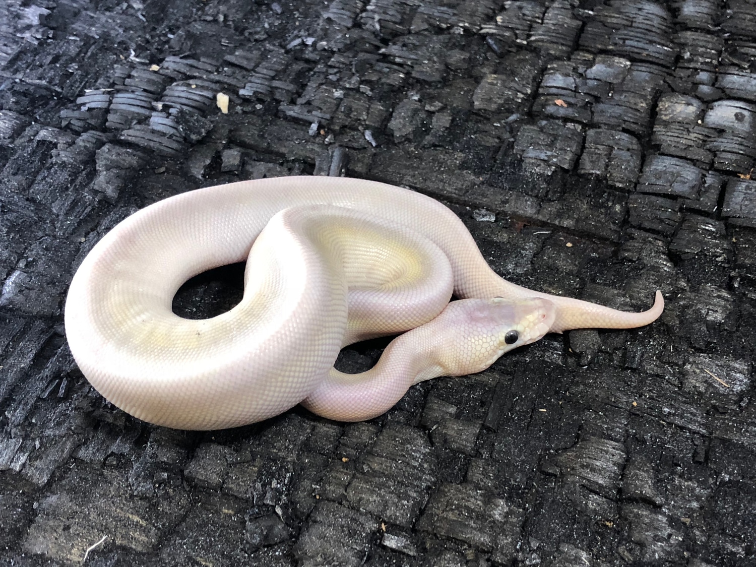 Cinnamon Lesser Huffman Pastel Ball Python by Safari Pets - MorphMarket