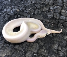 Cinnamon Lesser Huffman Pastel Ball Python by Safari Pets - MorphMarket