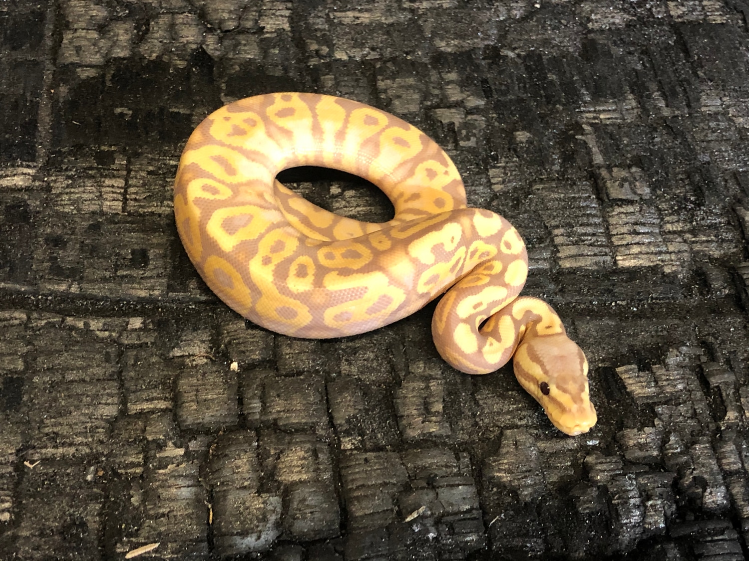 Banana Pastel Gravel/YellowBelly Ball Python by Safari Pets MorphMarket