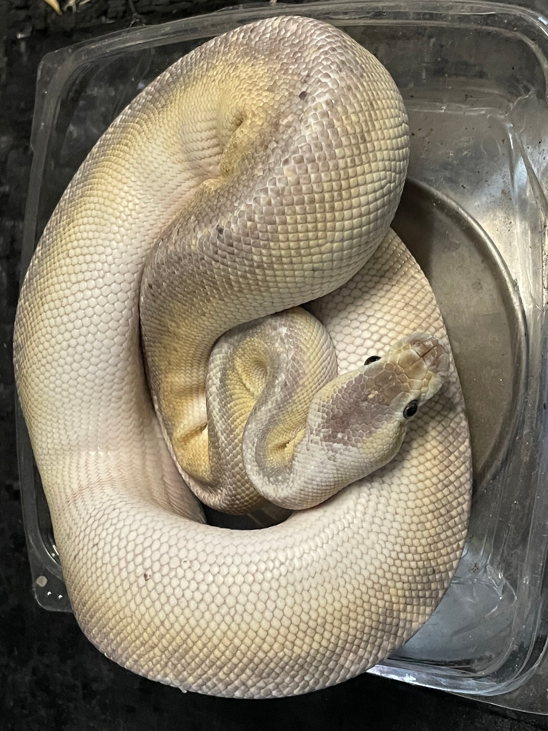 Cinnamon Lesser Huffman Pastel Ball Python by Safari Pets - MorphMarket