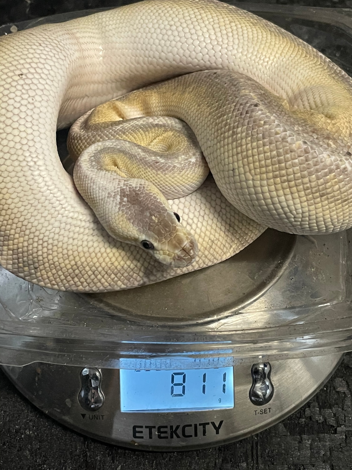 Cinnamon Lesser Huffman Pastel Ball Python by Safari Pets - MorphMarket