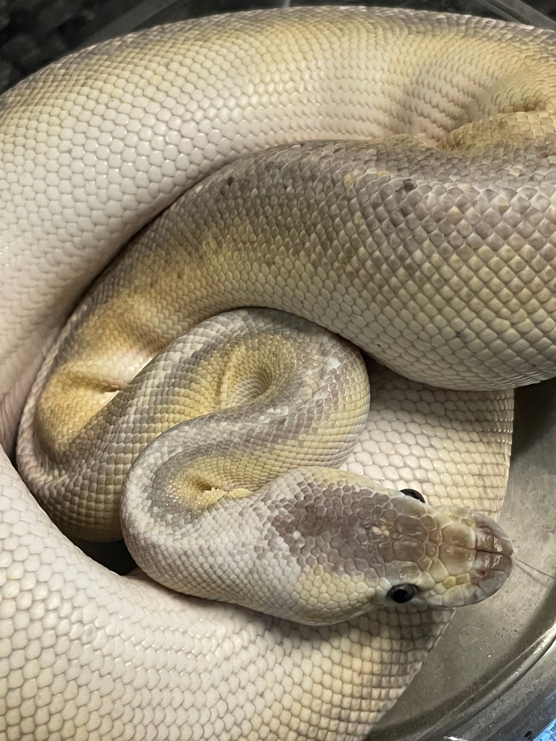 Cinnamon Lesser Huffman Pastel Ball Python by Safari Pets - MorphMarket