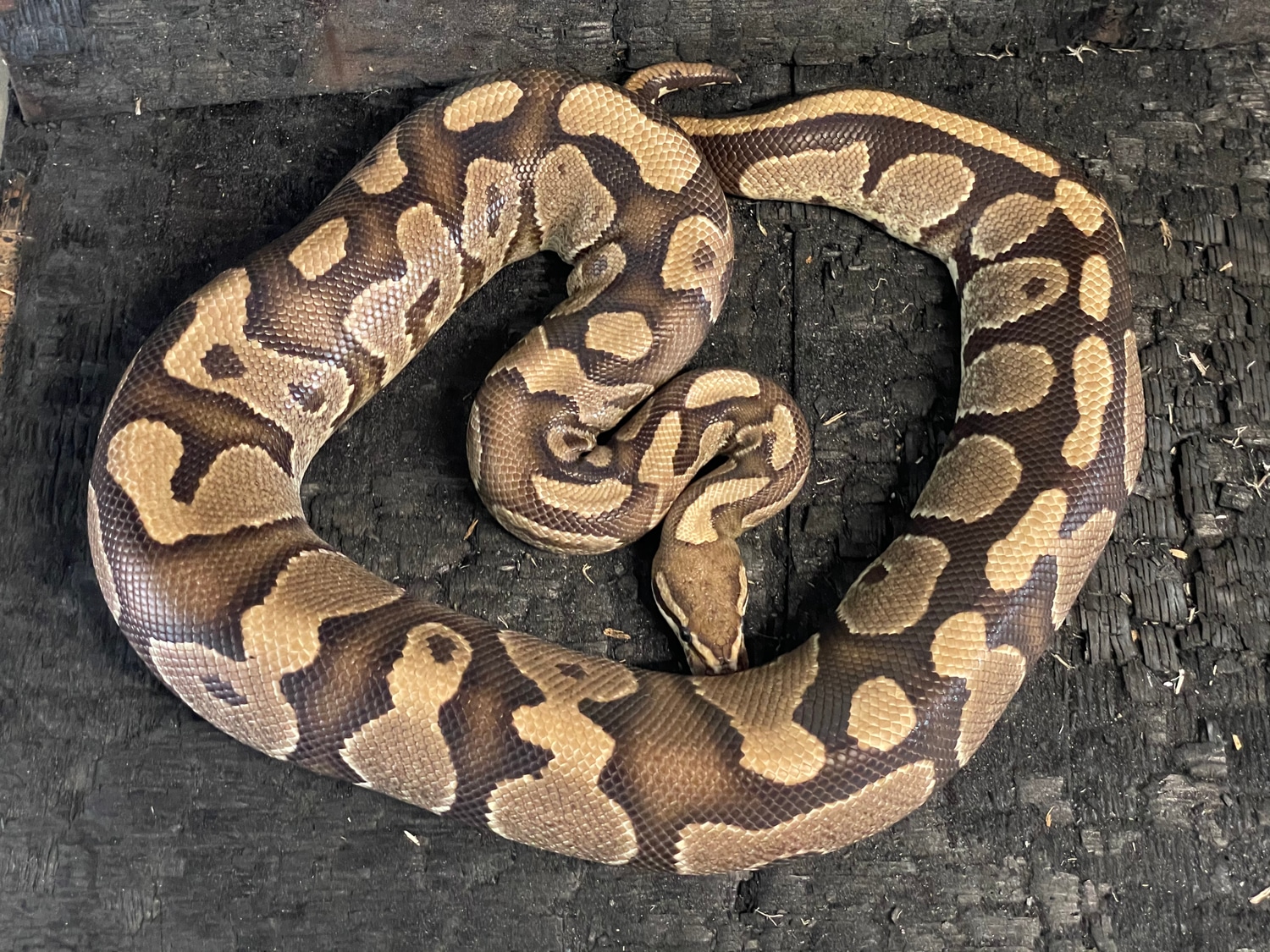 Fire Ball Python by Safari Pets - MorphMarket