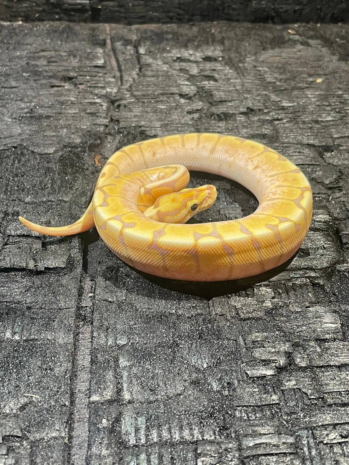 Banana Spider Gravel/YB Ball Python by Safari Pets MorphMarket