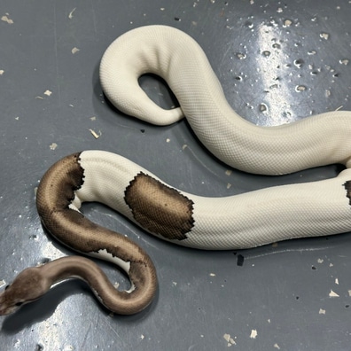 SUBU RE:PYTHON GRAY サイズ1 24-25.5cm Super dwarf reticulated python Sub-adult (8') - Magazoo, the
