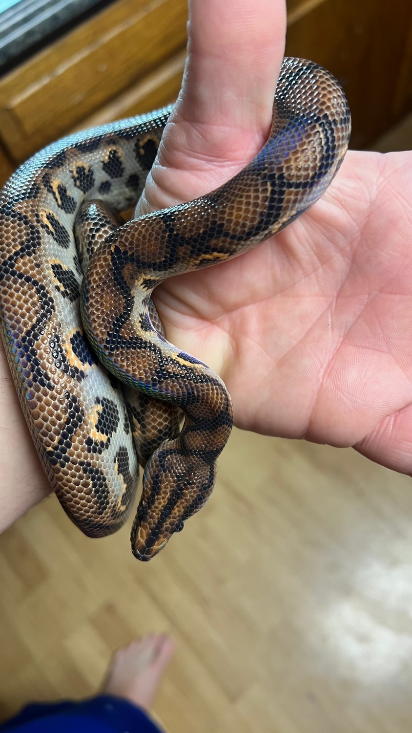Brazilian Rainbow Boa by SAFE Reptiles MorphMarket