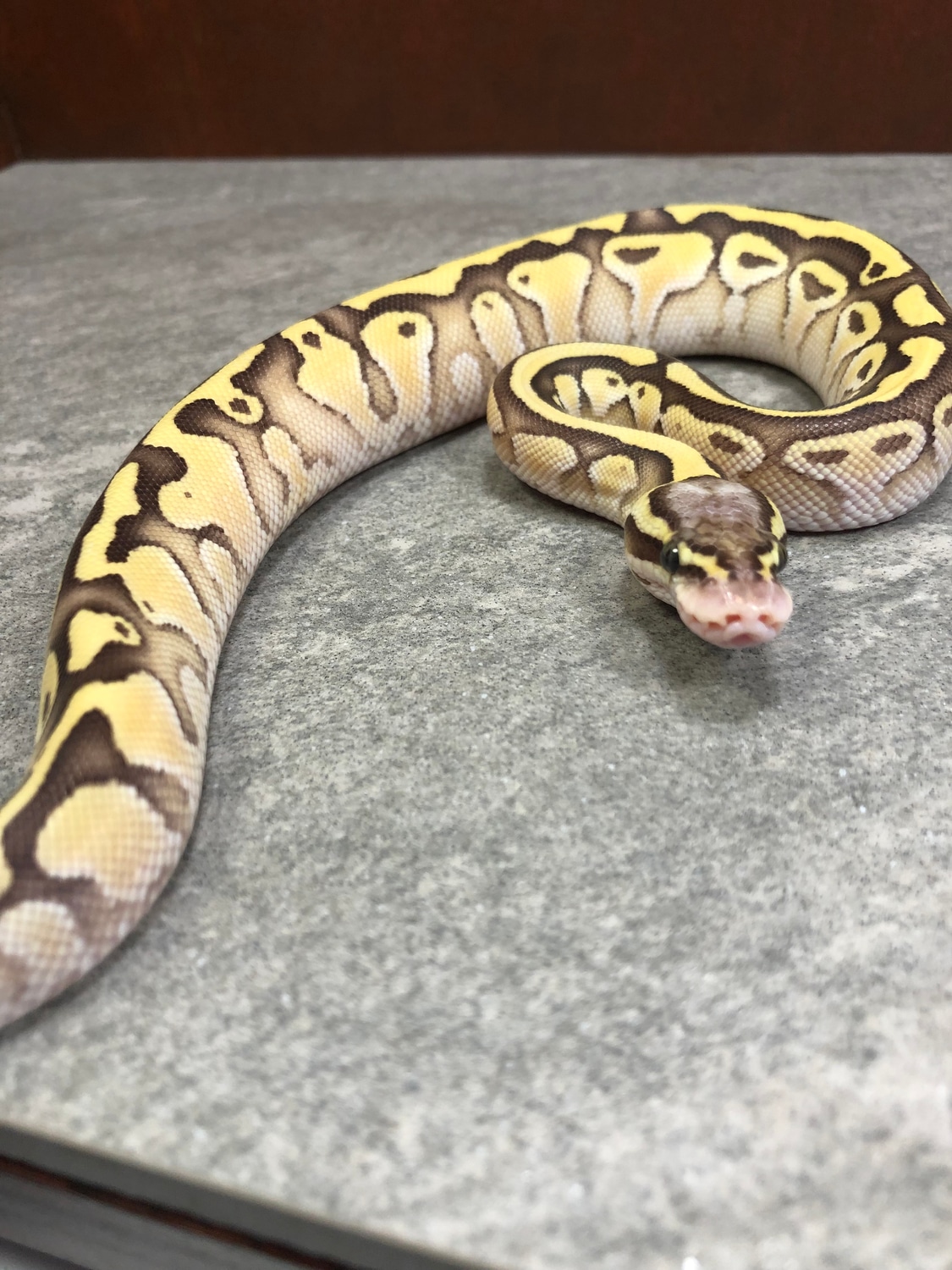 Fire Pastel Lesser Yellowbelly 100 Het Clown Ball Python by Safe Haven