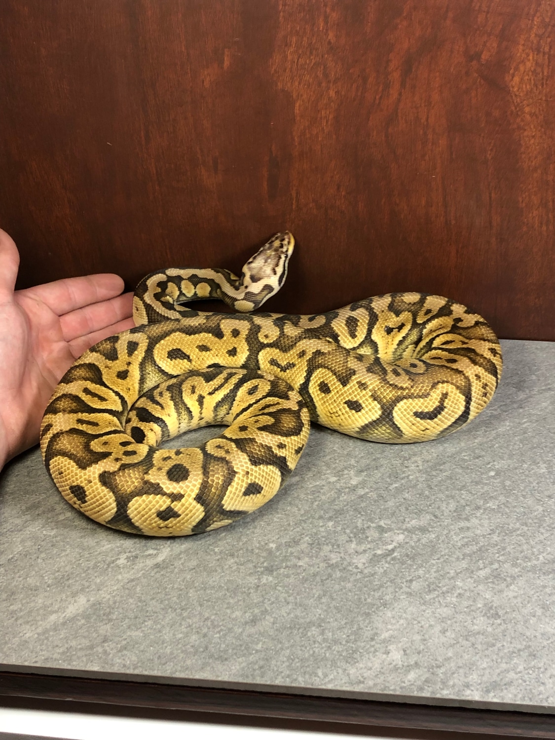 Pastel Vanilla Disco 66 Het Clown Ball Python by Safe Haven Care