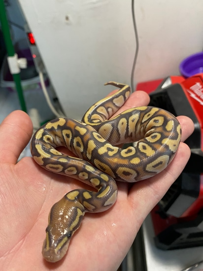 Mojave Orange Dream Pos Dinker Hypo 50% Het Pied Ball Python by Safe ...