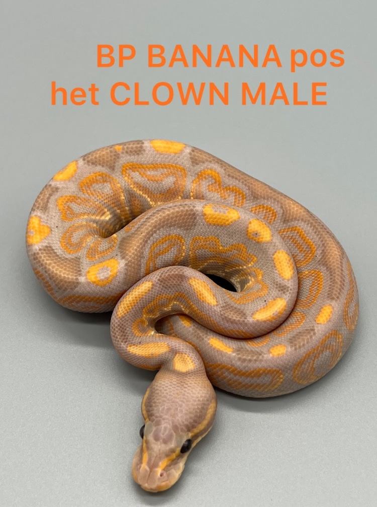 Black Pastel Banana Pos Het Clown Ball Python by Attic Exotics