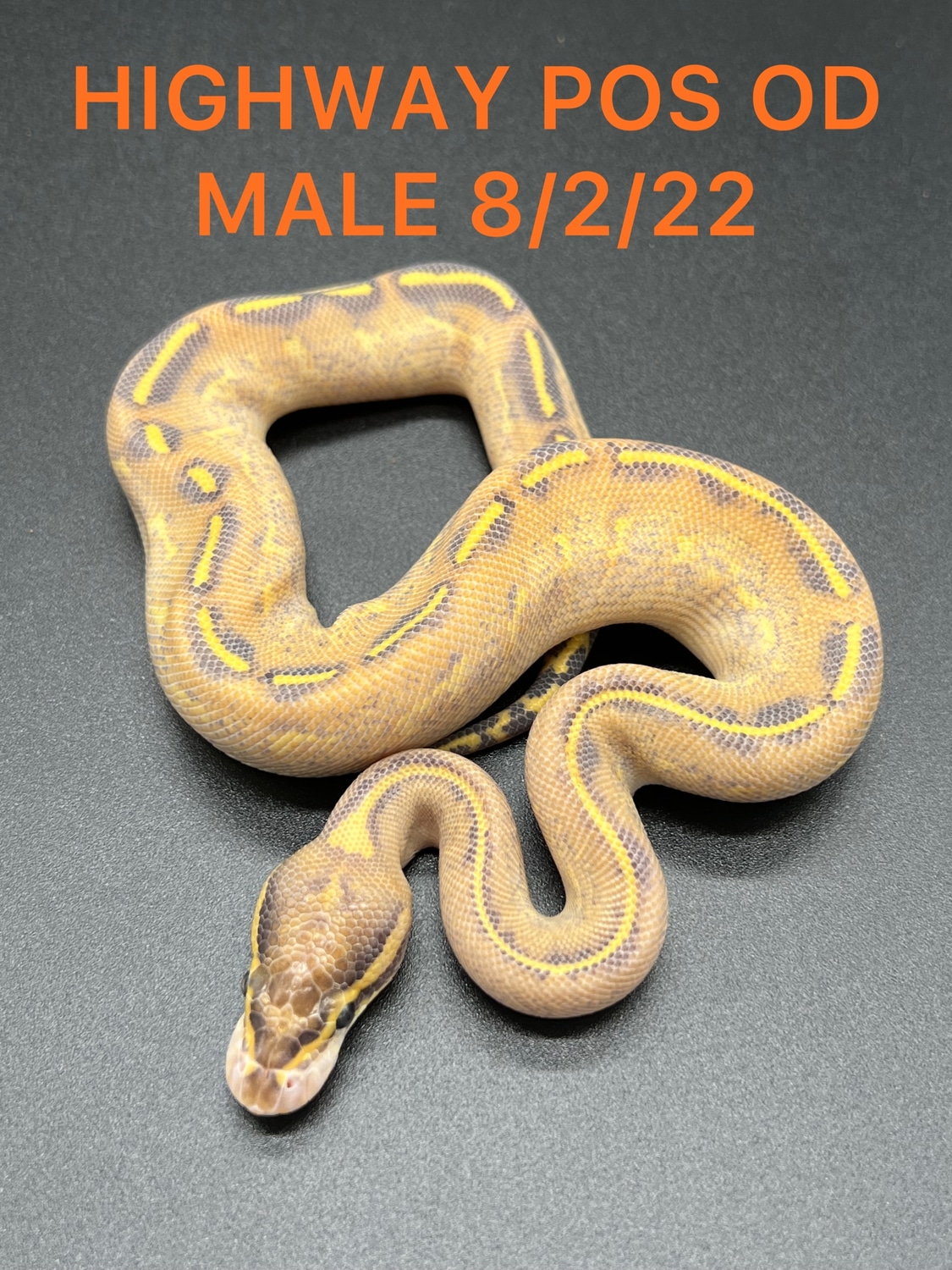 Christmas Sale!!! Highway Pos OD Ball Python by Attic Exotics - MorphMarket