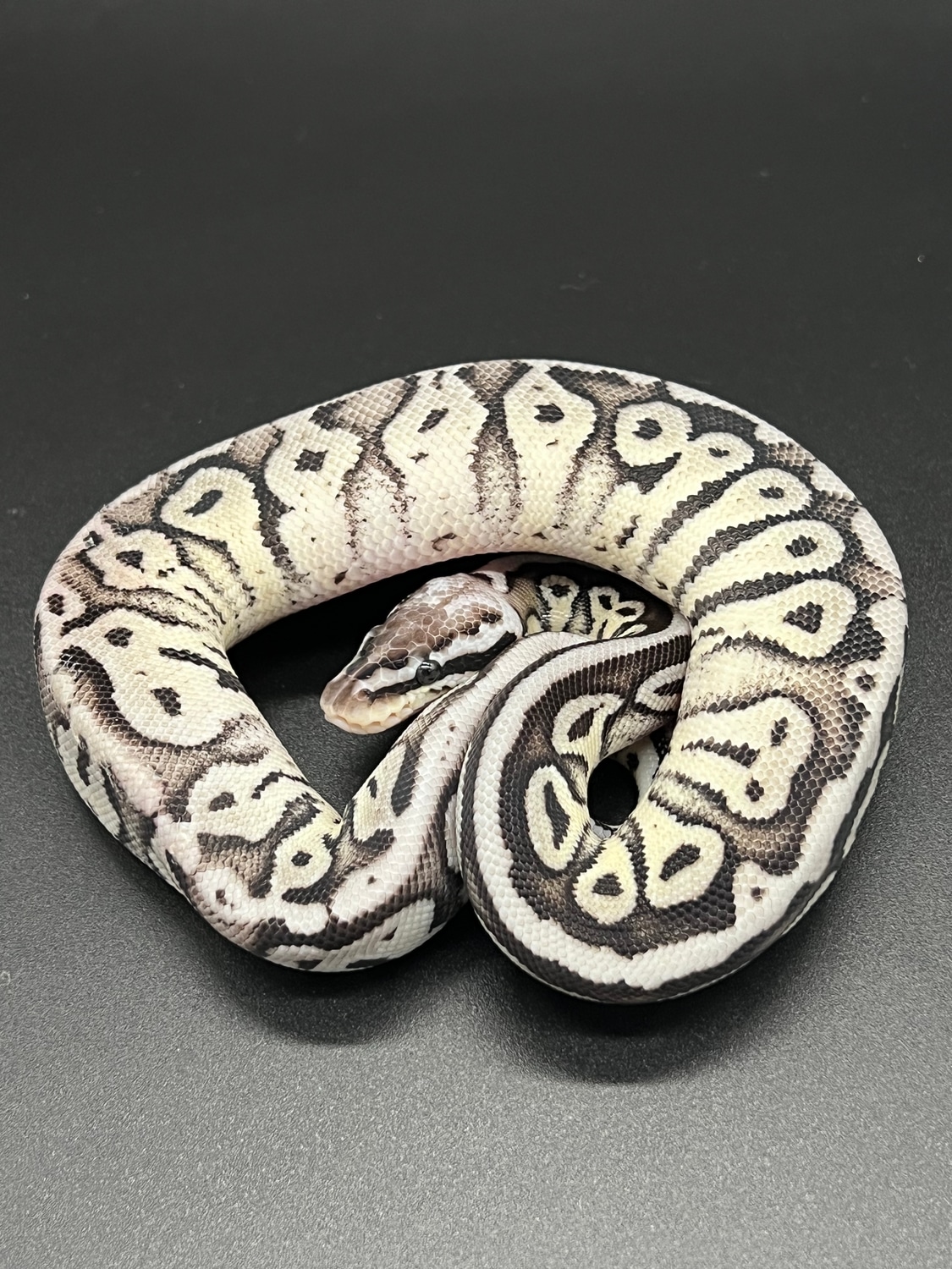 XMAS Sale!!! Firefly TSK Axanthic Pos Het Pied Ball Python by Attic ...