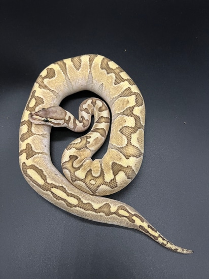Krg Ball Python Free Shipping!!! KRG Bamboo Ball Python by Attic Exotics