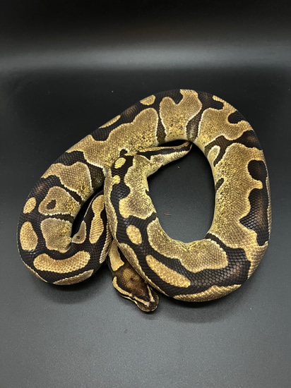 Krg Ball Python KRG Enchi Ball Python by Attic Exotics