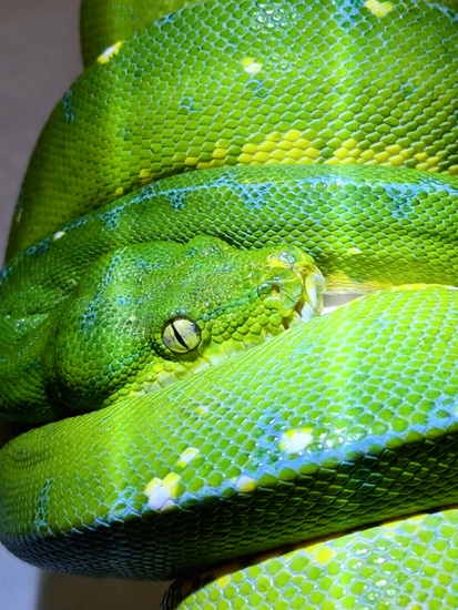 Adult Jayapura LTC Green Tree Python by Arboreal Addictions